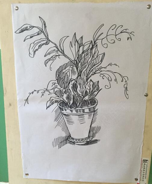 速写简单图片大全静物图片展示