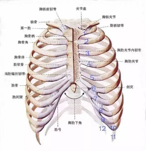 肋骨外翻:降罩杯,毁身材!