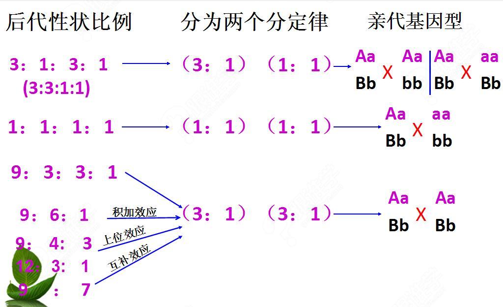 猛德尔遗传规律9331变式及相关计算