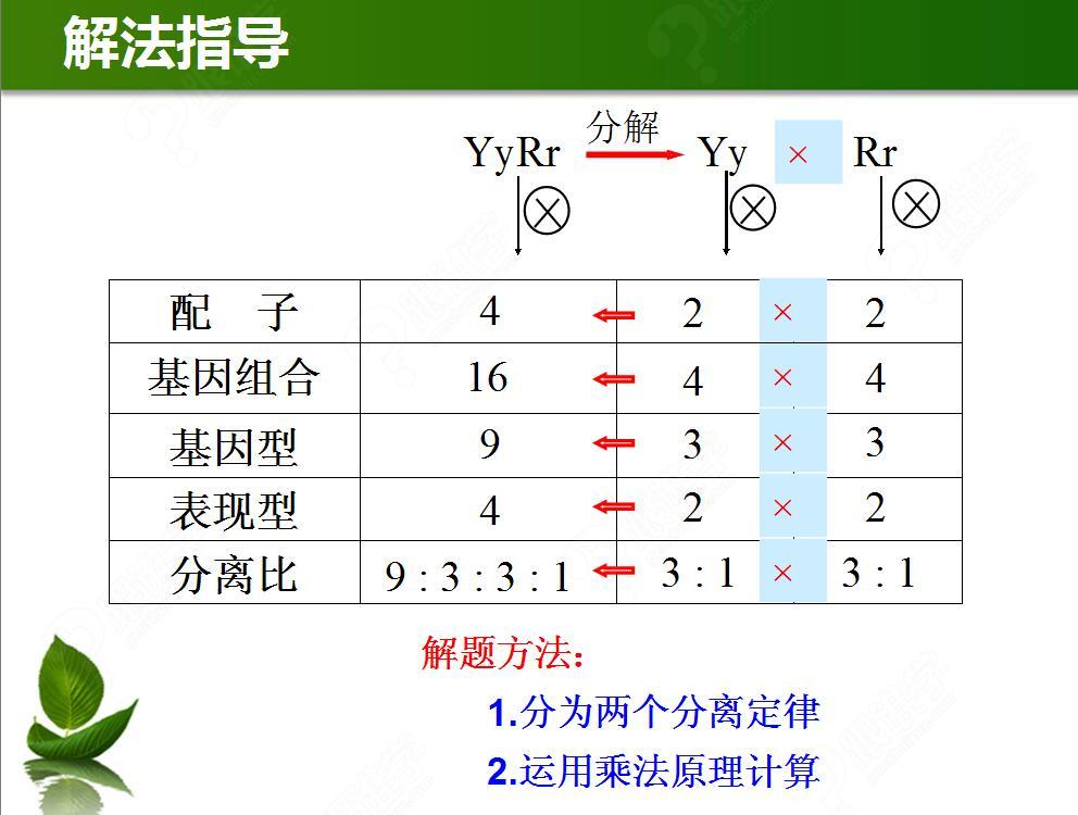 利用分离定律巧解自由组合定律问题