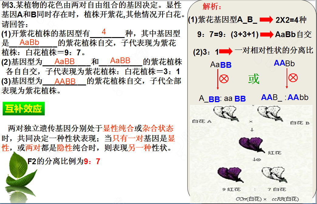 利用分离定律巧解自由组合定律问题