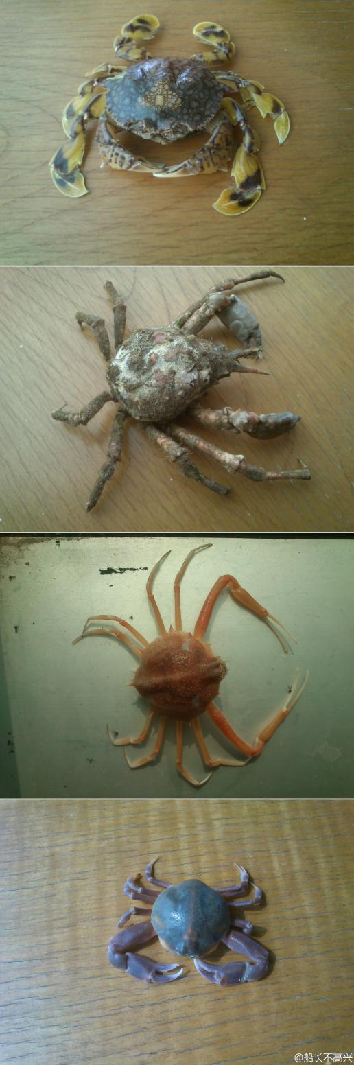 青岛海边买的螃蟹,请问都是什么名字呢?