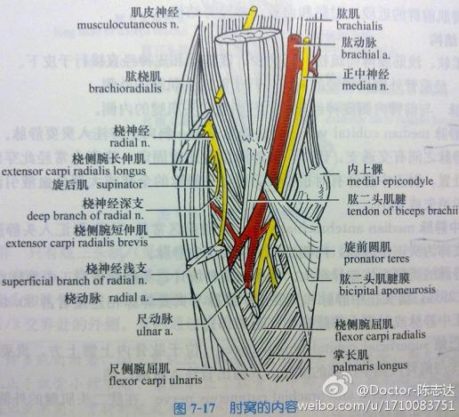 肘窝的内容,有没有谁有速记方法?