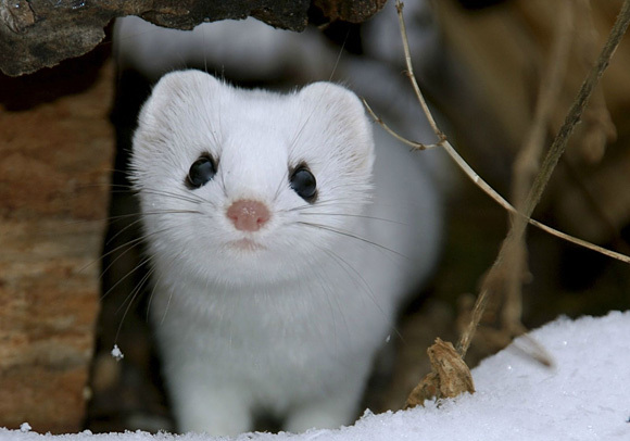 we can build a snowman, throw snowballs, make footprints in the